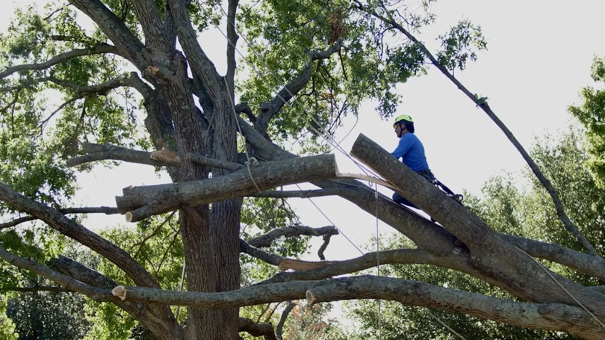 Professional Crown Thinning performed by certified arborists in Maryland Heights