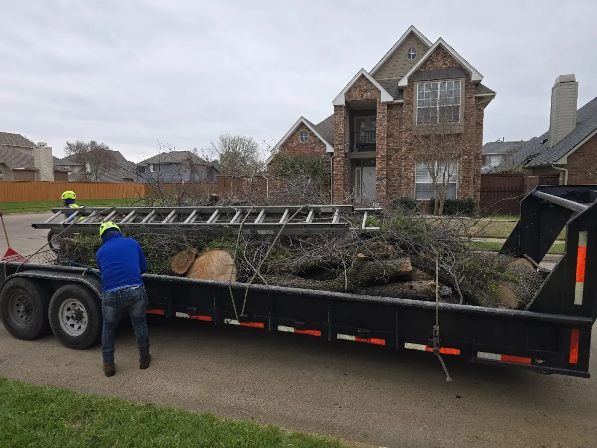 Expert Tree Pest Control with proper safety equipment in Maryland Heights